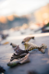 Colourfull laves on a footbridge, autumn, copy space