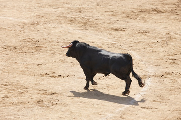 Fighting bull in the arena. Bullring. Toro bravo. Spain