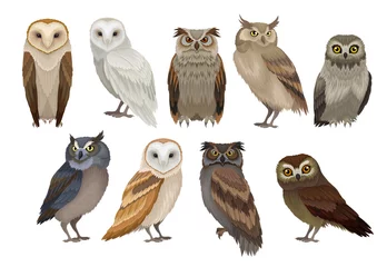 Wall murals Owl Cartoons Flat vector set of different species of owls. Wild forest birds. Flying creatures. Elements for ornithology book