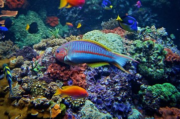 tropical fish in the sea