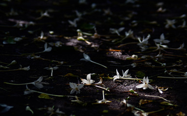 Fallen flower on ground