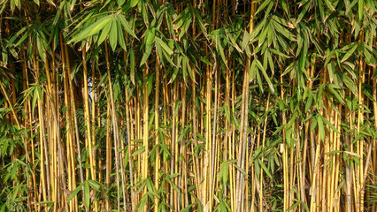 Fototapeta premium Green bamboo wall plant for background texture