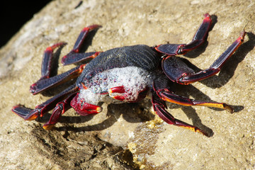 TIERE_6349_rote_Klippenkrabbe