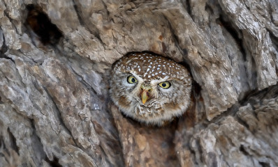 PEARL SPOTTED OWLET (Glaucidium perlatum). Africa's smallest owl. barely larger than a sparrow. 
