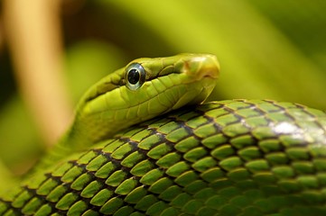 Fototapeta premium closeup of a snake