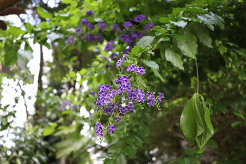 purple and blue flowers with green leaves 