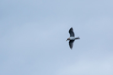 Möwe im Flug