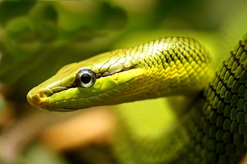closeup of snake