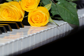 Three bright yellow roses lie on the piano keyboard