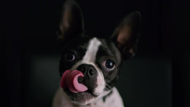Adorable Boston Terrier Puppy Close Up On Black Background 5.mov