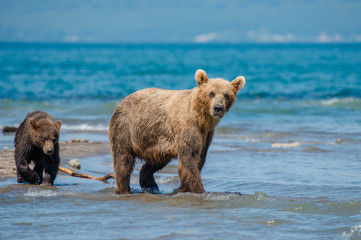 The Kamchatka brown bear is a subspecies of the brown bear, common on the territory of Eurasia. It differs from its relatives living in Siberia by its larger size and docile nature.