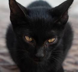 close up photo for Homeless little cat