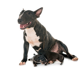 miniature bull terrier and puppies