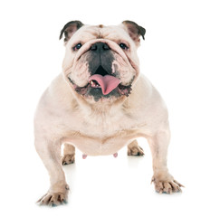 english bulldog in studio