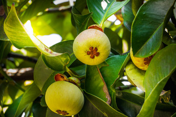  Green Mangosteen, Mangosteen has been dubbed. 