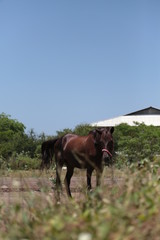 Fototapeta na wymiar Horse in the green ranch