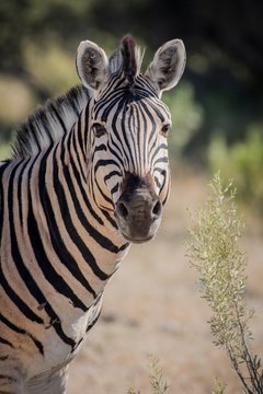 Burchell's Zebra (Equus quagga burchelli), animal portrait, Etosha National Park, Namibia, Africa