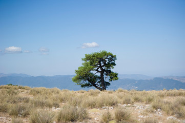 árbol y nubes