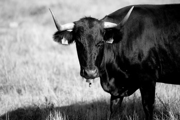 toros