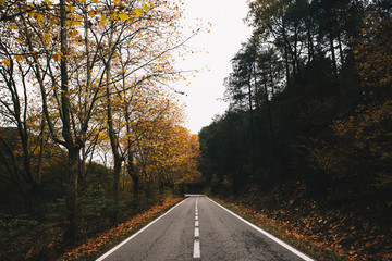 road in autumn