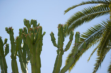 palmera cactus