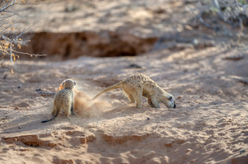 SURICATE (Suricata siricata) aka Meerkats in the Kalahari desert 