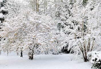 trees covered with snow in a garden