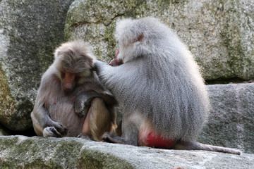 TIERE_8544_Affe_Mantelpavian