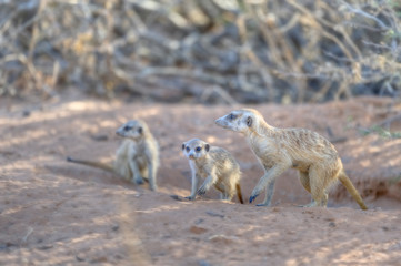 Fototapeta premium SURICATE (Suricata siricata) aka Meerkats in the Kalahari desert 
