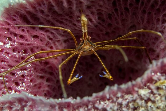 Yellowline arrow crab (Stenorhynchus seticornis) with iridescent blue claws, living in purple sponge (Porifera), Playa del Carmen, Mexico, Central America