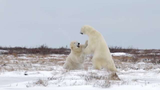 Polar bears playing in the snow Beautiful shot of 2 polar bears playing and sparring in the snow