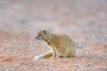 YELLOW MONGOOSE (Cynictus pennicillata) aka red mongoose. 