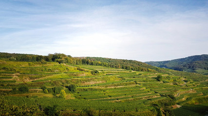 Fototapeta na wymiar Des vignes en Allemagne