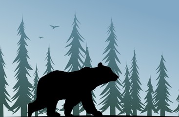 A bear silhouette with the green coniferous forest.