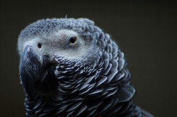 portrait of a parrot