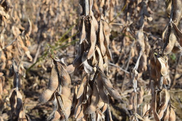 収穫前のダイズ畑