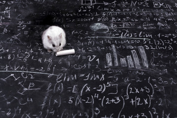 hamster and science