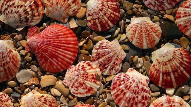 Slow motion of sunny panning from above wet beach with round pebbles and colorful sea shells close up. Top view of amazing natural background with vibrant texture in sun shine.
