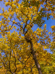 Fototapeta premium yellow tree in autumn
