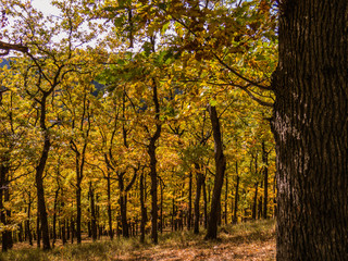 autumn in the park