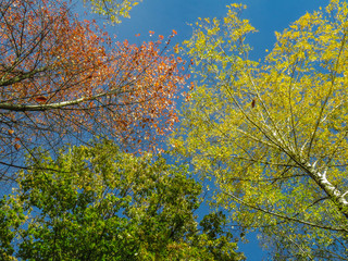 autumn leaves on blue sky