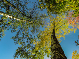 Fototapeta premium tree with green leaves