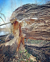 Le travail du castor
