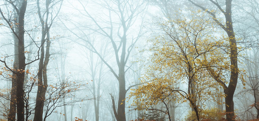 Fairy tale foggy forest during autumn moody morning