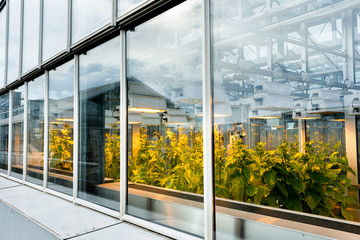 Tabakpflanzen überwintern in klimatisiertem Gewächshaus, Anzucht von Pflanzen und Schädlingen in der Forschungseinrichtung