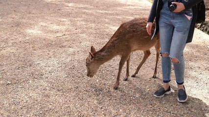 tourist touching deer while the cute deer walking and finding food on the ground