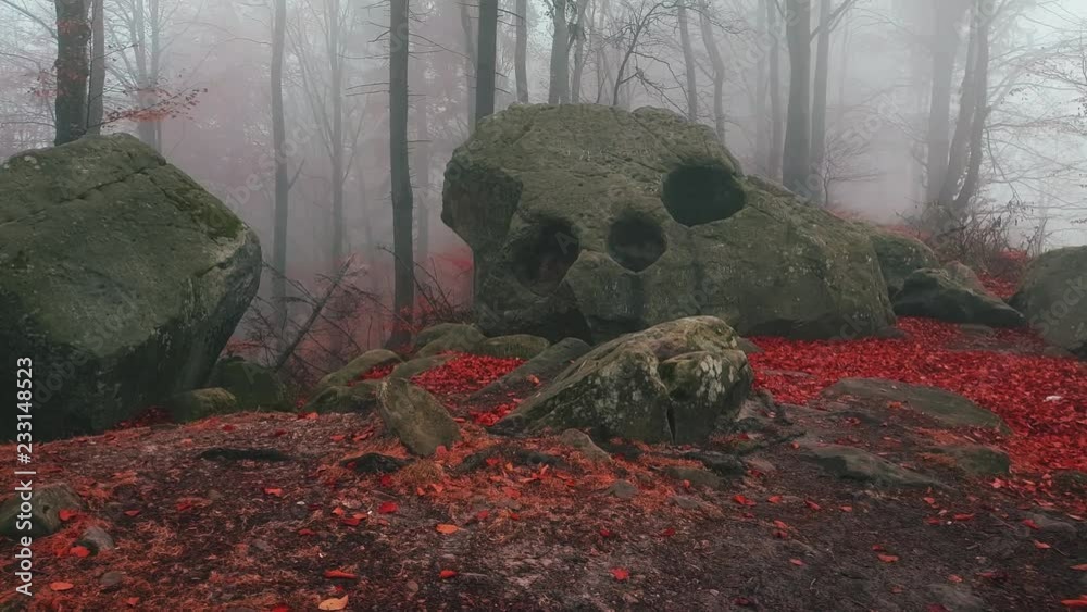 Poster Creepy skull rock in spooky foggy forest with red leaves. Moody autumn morning int he woods
