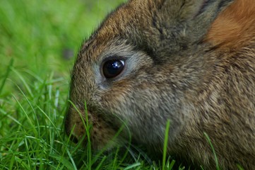 rabbit in the grass