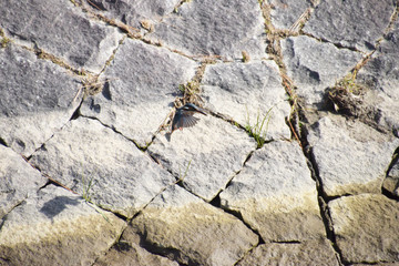 a hovering kingfisher / ホバリングするカワセミ