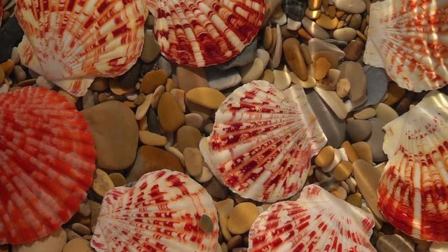 Slow motion of waves from corner of frame on shallow water with round pebbles and colorful sea shells  bottom close up. Top view of amazing natural background with vibrant texture in sun shine.
